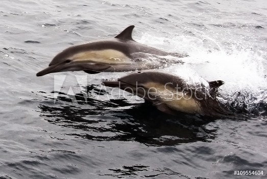Picture of Two Pacific Common Dolphins